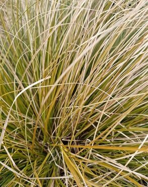 Stipa Arundinacea 3 Litre