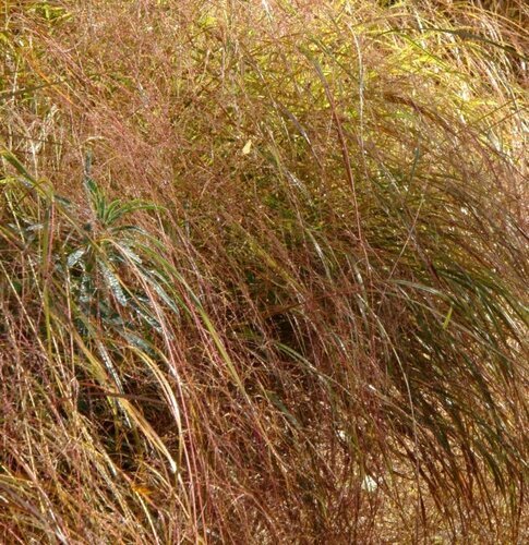 Stipa Arundinacea 9cm