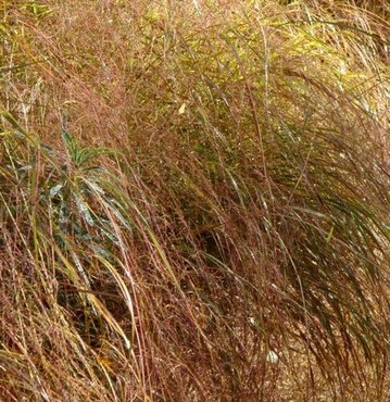 Stipa Arundinacea 9cm