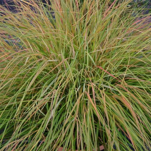 Stipa Arundinacea 9cm