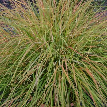 Stipa Arundinacea 9cm