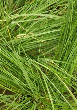 Stipa Gigantea 5 Litre