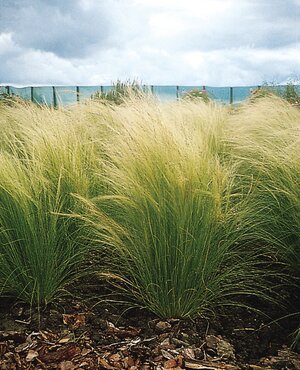 Stipa Goldilocks 3 Litre