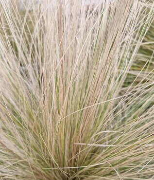 Stipa Pony Tails 10.5cm