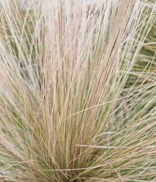 Stipa Tenuissima 2 Litre