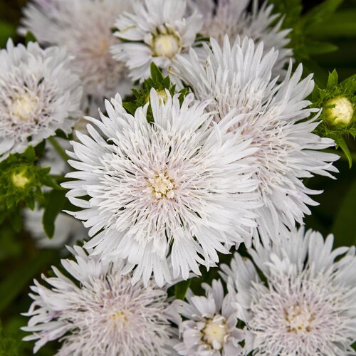 Stokesia Divinity 2 Litre