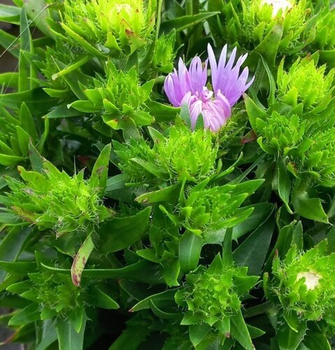 Stokesia Mel's Blue 2 Litre