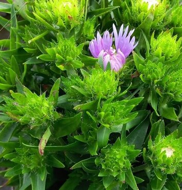 Stokesia Mel's Blue 2 Litre