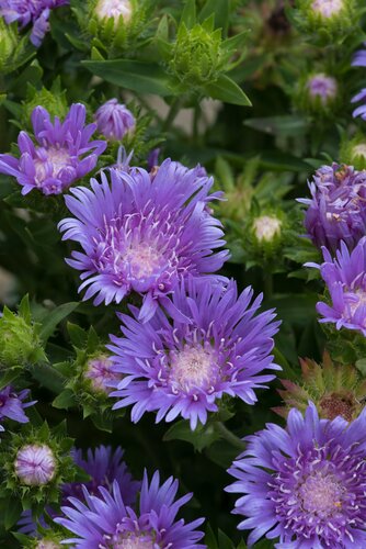 Stokesia Mel's Blue 3 Litre
