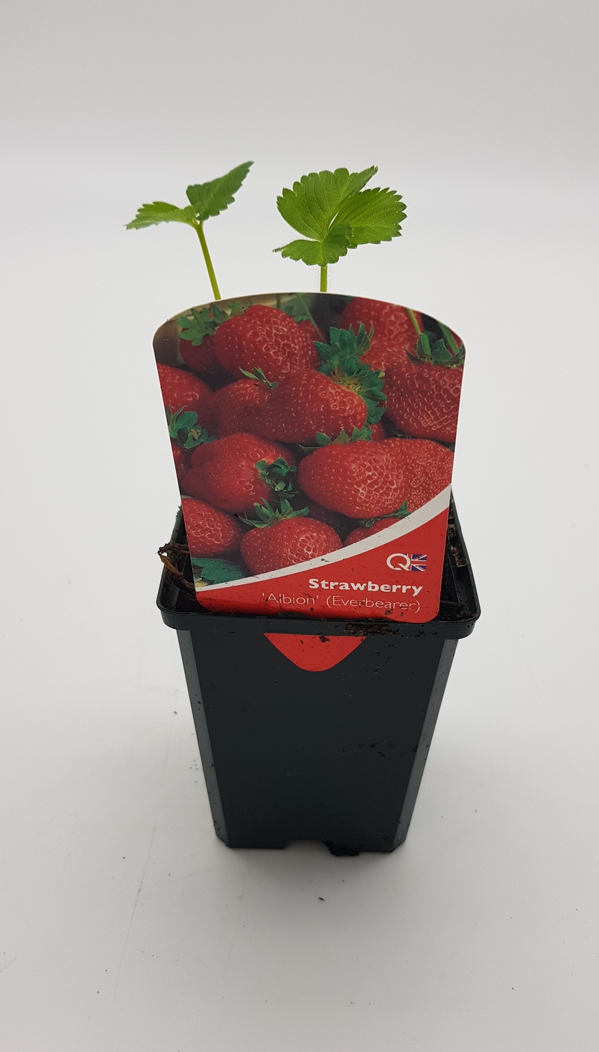 Strawberry Albion 8.5cm Stewarts Garden Centre