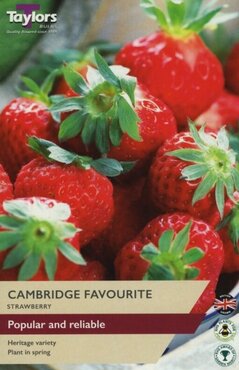 Strawberry Cambridge Favourite