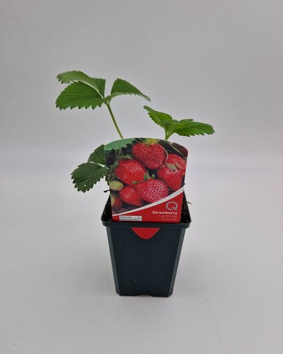 Strawberry Cambridge Favourite 8.5cm
