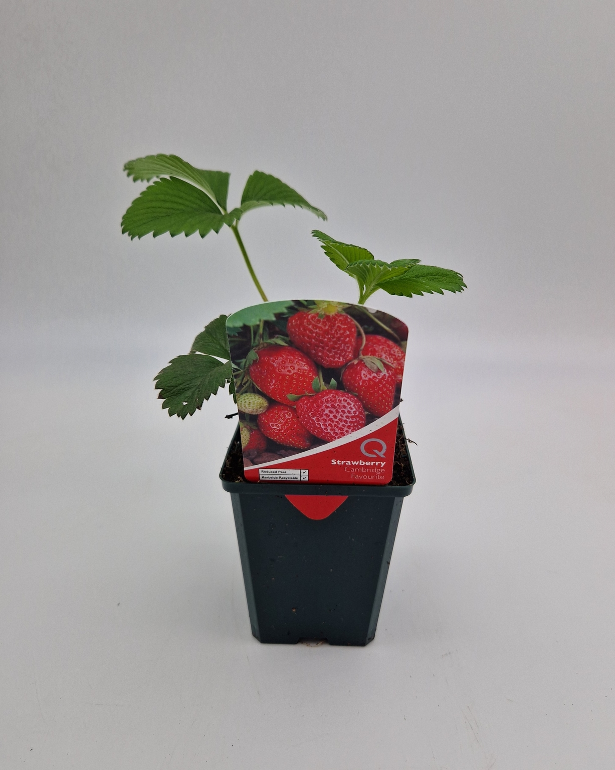 Strawberry Cambridge Favourite 8.5cm Stewarts Garden Centre