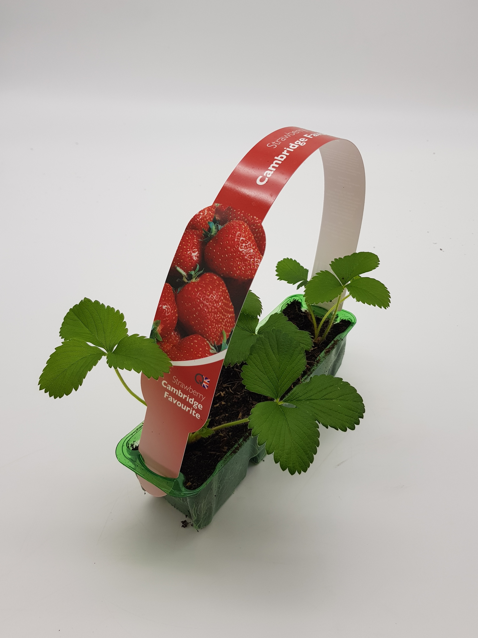 Strawberry Cambridge Favourite Pack Stewarts Garden Centre