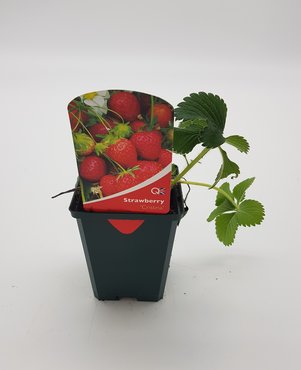 Strawberry Cristina 8.5cm