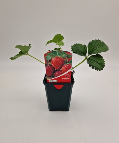 Strawberry Elegance 8.5cm