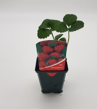 Strawberry Elsanta 8.5cm
