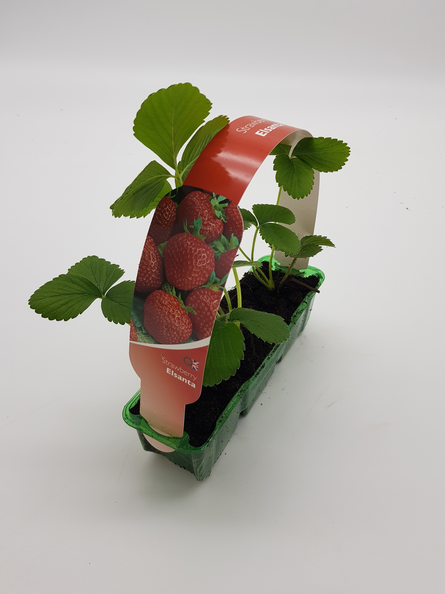 Strawberry Elsanta Pack Stewarts Garden Centre