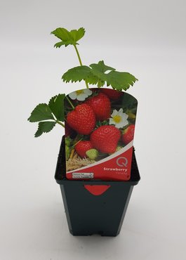 Strawberry Fenella 8.5cm