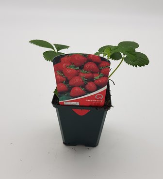 Strawberry Florence 8.5cm