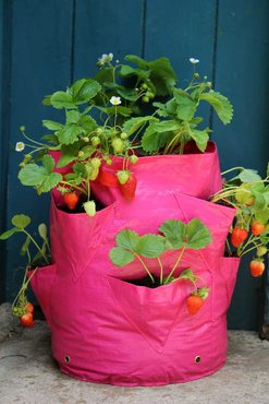 Strawberry & Herb Patio Planter x 2 - image 1