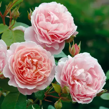 Strawberry Hill Climbing Rose 6 Litre