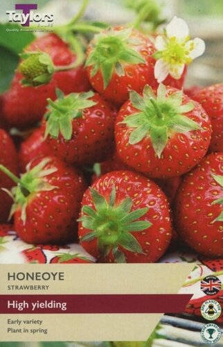 Strawberry Honeoye