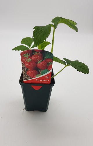 Strawberry Honeoye 8.5cm