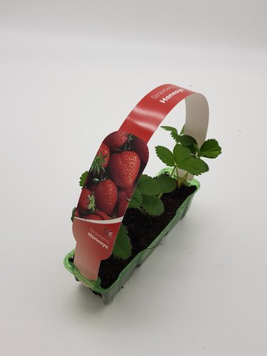 Strawberry Honeoye Pack