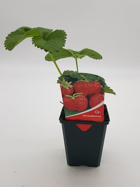 Strawberry Korona 8.5cm