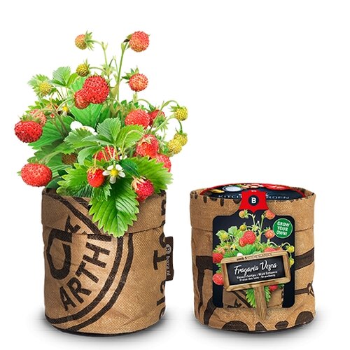 kitchen garden seeds strawberry