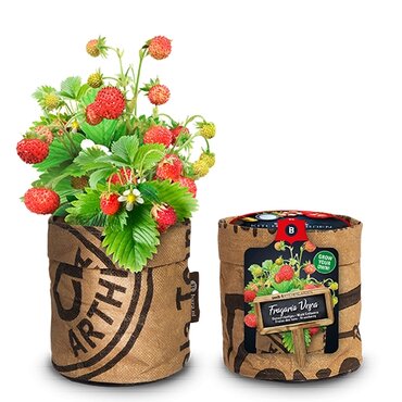 kitchen garden seeds strawberry