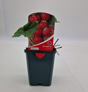 Strawberry Romina 8.5cm