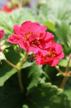 Strawberry Summer Breeze Rose 2 Litre - image 1
