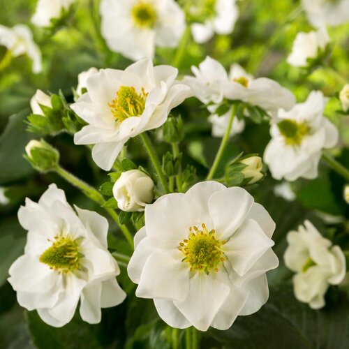 Strawberry Summer Breeze Snow 2 Litre - image 1