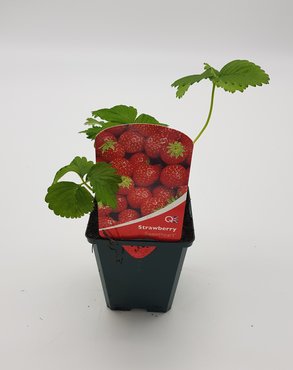 Strawberry Sweetheart 8.5cm