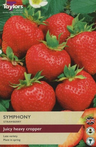 Strawberry Symphony