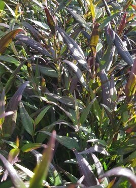 Strobilanthes Brunetthy 17cm - image 1