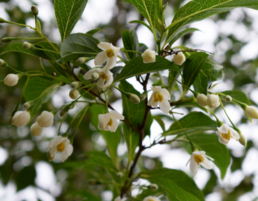Styrax Fragrant Fountain 12 Litre - image 1