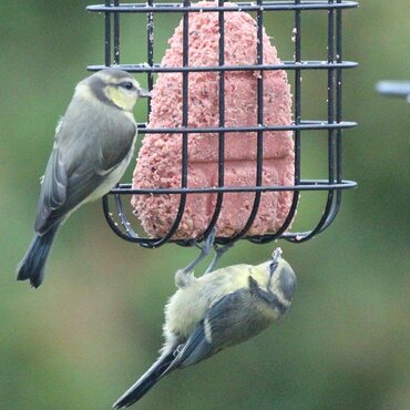 Suet Berry Cake - image 2