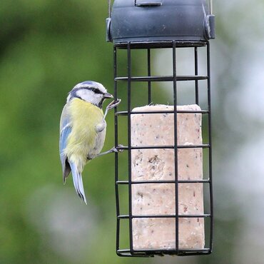 Suet Peanut & Mealworm Roll - image 1