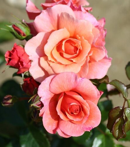 Summer Beauty Standard Rose 7.5 Litre - image 1