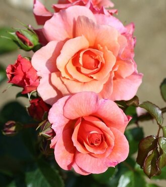 Summer Beauty Standard Rose 7.5 Litre - image 1