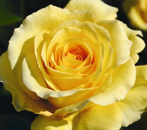 Summer Gold Climbing Rose 4 Litre - image 1