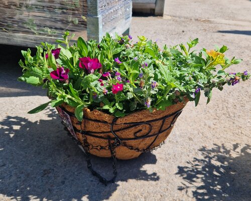 Summer Hanging Basket 30cm