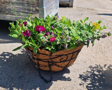 Summer Hanging Basket 30cm