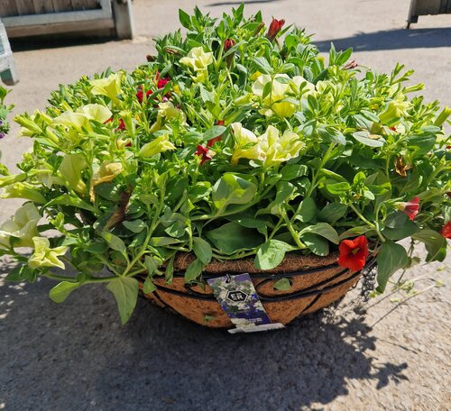 Summer Hanging Basket 40cm