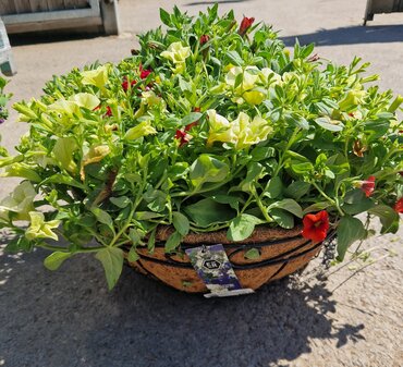 Summer Hanging Basket 40cm