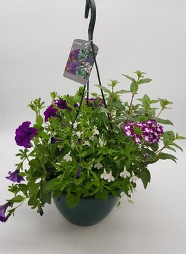 Summer Planted Hanging Pot Mixed 27cm