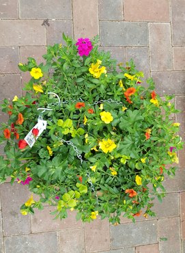 Summer Planted Wire Hanging Basket 15 inch